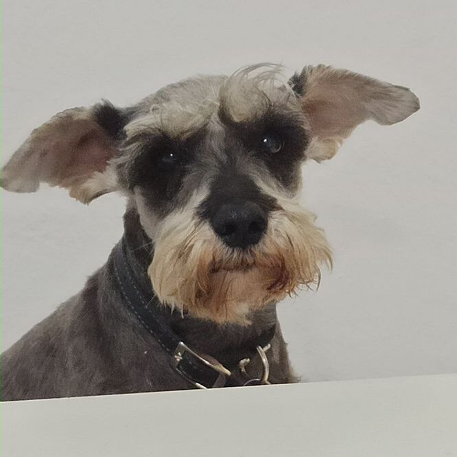 Una perra Schnauzer
