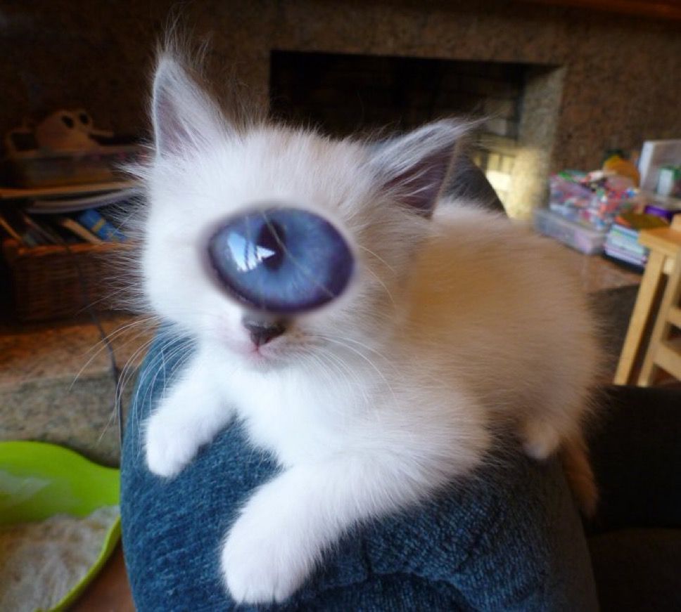 Gato con un único ojo azul