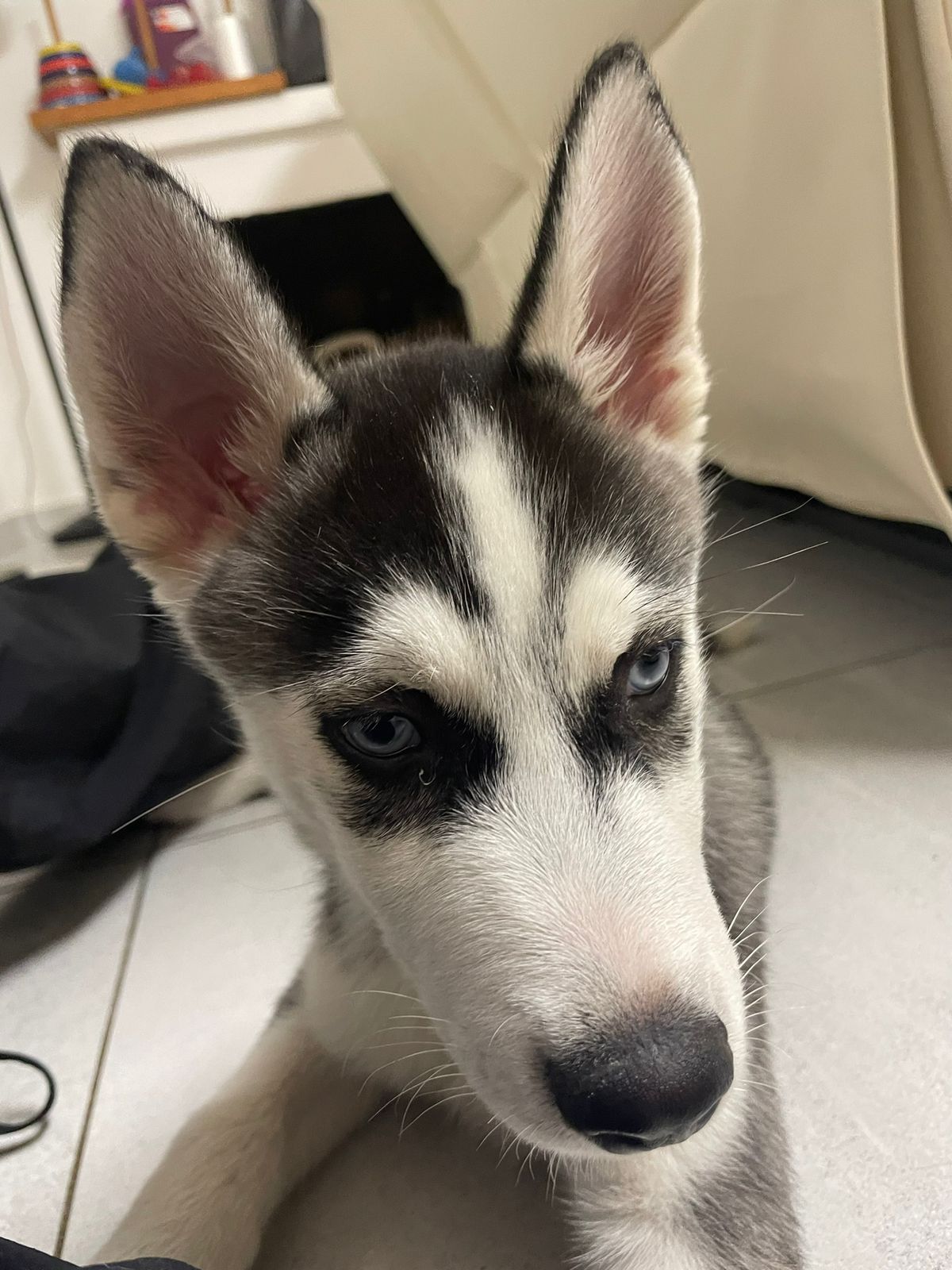 Un perro huskie